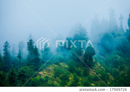 Fog in the morning forest 17989726