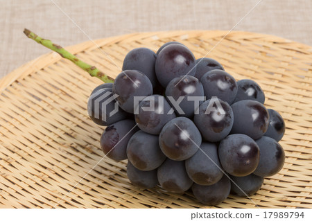 葡萄新Pione 17989794