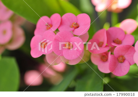 Hanakilin Hanakilin 17990018