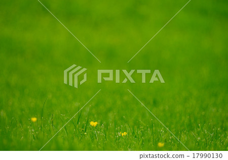 Green Grass 17990130
