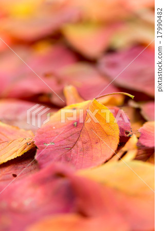 紅落葉（櫻花葉） 17990482