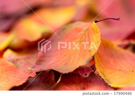 Red fallen leaves (Sakura leaves) 17990486