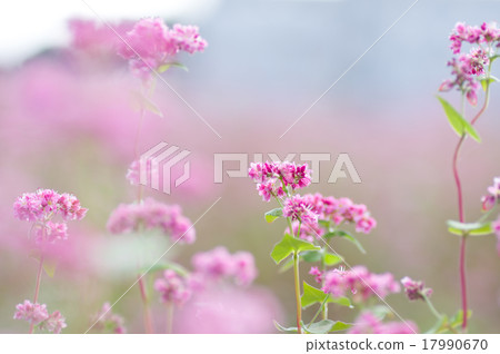 Akafaba soba, Takamine ruby 17990670