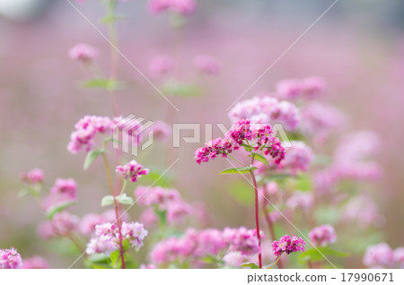 Akafaba soba, Takamine ruby 17990671