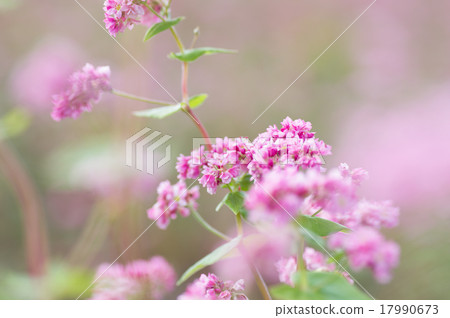 Akafaba soba, Takamine ruby 17990673