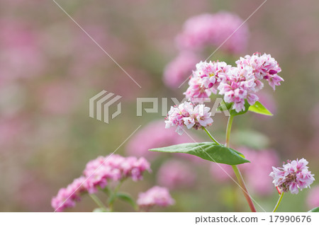 Akafaba soba, Takamine ruby 17990676
