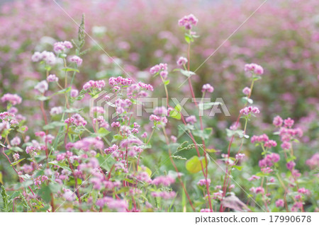 Akafaba soba, Takamine ruby 17990678