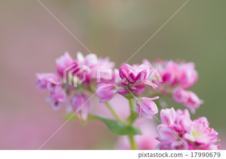 Akafaba soba, Takamine ruby 17990679