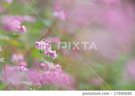 Akafaba蕎麥麵,Takamine紅寶石 Akafaba蕎麥麵,Takamine紅寶石 17990680