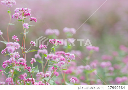 Akafaba soba, Takamine ruby 17990684