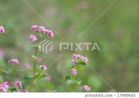 Akafaba soba, Takamine ruby 17990685