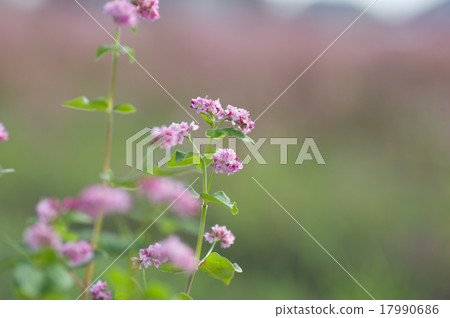 Akafaba soba, Takamine ruby 17990686