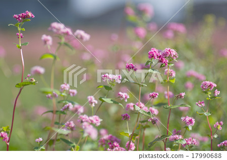 Akafaba蕎麥麵,Takamine紅寶石 Akafaba蕎麥麵,Takamine紅寶石 17990688