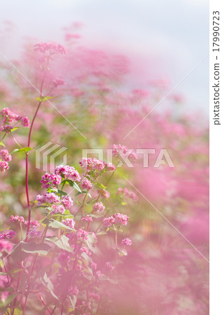 Akafaba soba, Takamine ruby 17990723