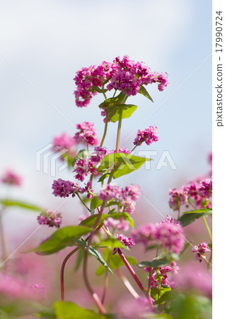 Akafaba soba, Takamine ruby 17990724