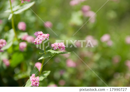 Akafaba soba, Takamine ruby 17990727