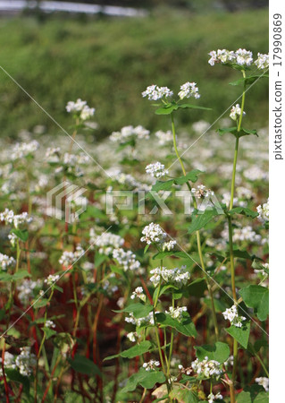 蕎麥花Fagopyrum esculentum 17990869
