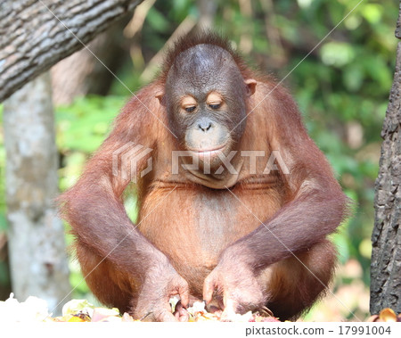 Oranguthan 17991004