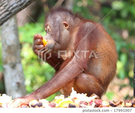 Oranguthan Oranguthan 17991007