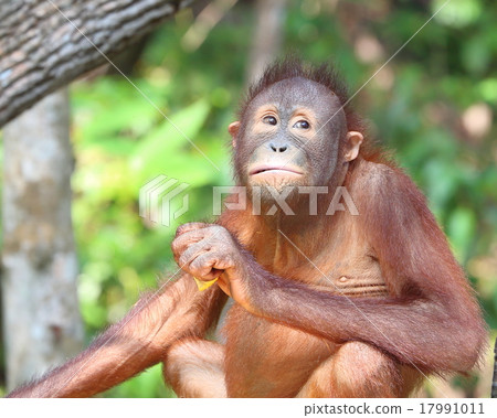 Oranguthan Oranguthan 17991011