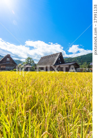 秋天的白川町[稻田別墅] 17991138