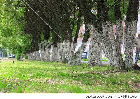 Park alley footpath 17992160