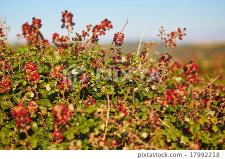 Ripening brambles on a bush Ripening brambles on a bush 17992218