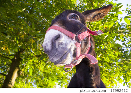 funny donkey with backlighting in the meadow 17992412