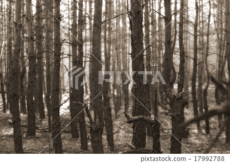 forest forest 17992788