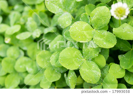 Water droplets and clover A lot of white clover Water droplets and clover A lot of white clover 17993038