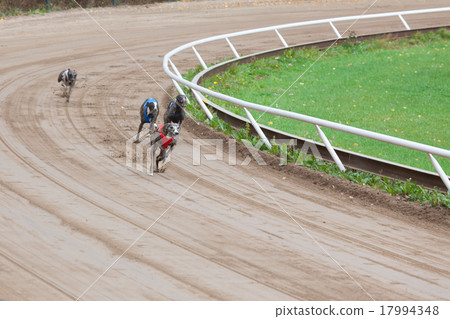Greyhound dogs racing 17994348