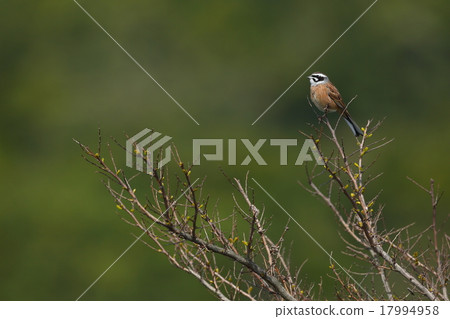 白魚 白魚 17994958