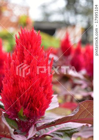 Feather Kaitou 17995104