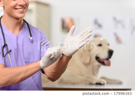 Professional vet examining a dog Professional vet examining a dog 17996163