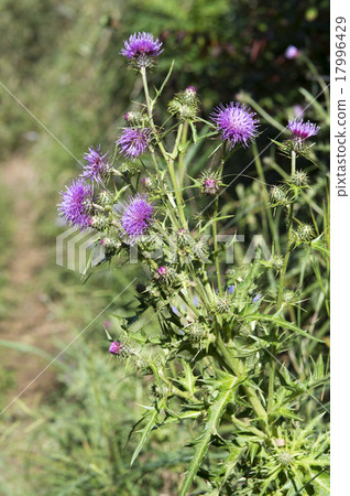Ty thistle 17996429