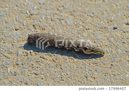Larva of Benizume (red bean) 17996487