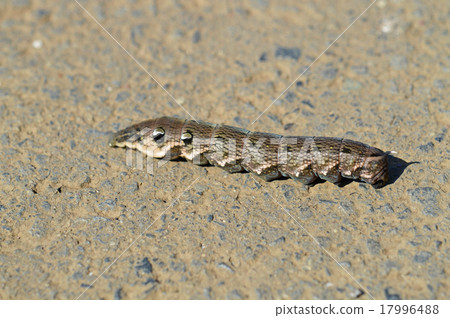 Larva of Benizume (red bean) 17996488