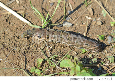 Larva of Benizume (red bean) 17996491
