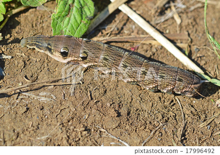 Larva of Benizume (red bean) 17996492