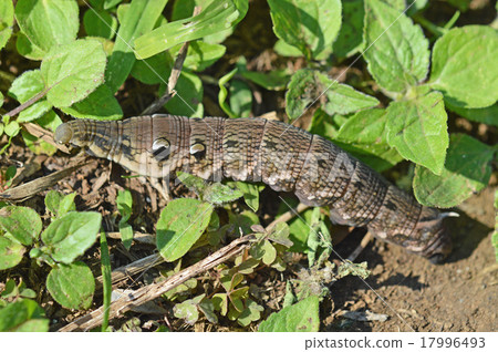 Larva of Benizume (red bean) 17996493