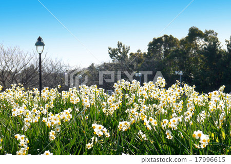 Narcissus of Kasai Rinkai Park (January) Edogawa-ku, Tokyo 17996615