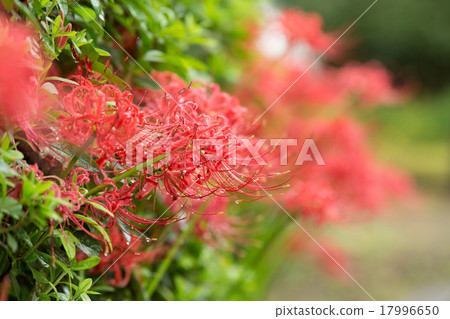 Cluster amaryllis Cluster amaryllis 17996650