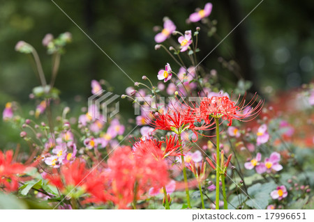 Cluster amaryllis Cluster amaryllis 17996651