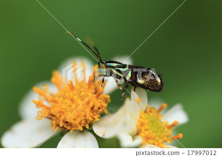 Living thing insects Inuwahahahoo nippon, a small gauze but vivid metallic luster stands out ② 17997012