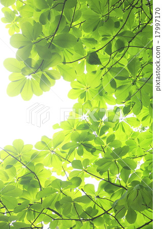 Wakaba leaves Wakaba leaves 17997170