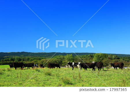 Toriumi Plateau, Akita Prefecture 17997365