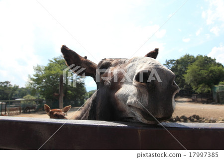 Donkey Donkey 17997385