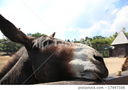 Donkey Donkey 17997386