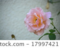 粉紅色的玫瑰 17997421