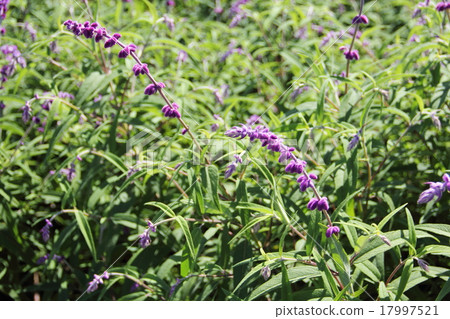 Amethyst Sage (Mexican Bush Sage) 17997521